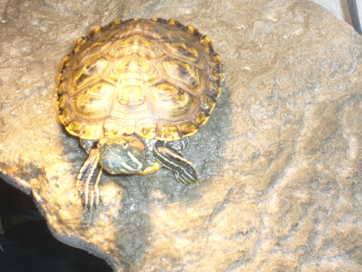 Caring for Water Turtles HubPages