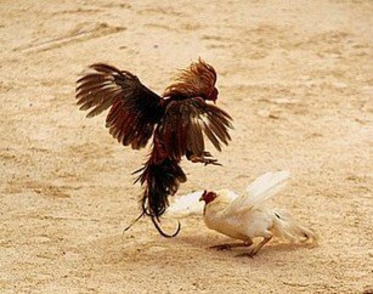 Animal Fighting Dogfights, Cockfights, and Other Animal Abuse HubPages