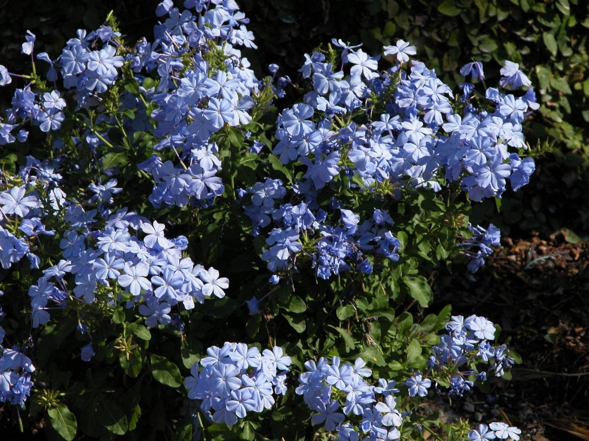 Plumbago Auriculata Care hubpages
