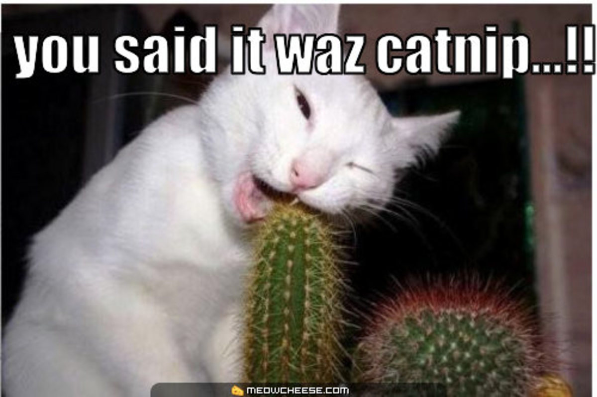 Grow the Catnip Plant Especially for your Cat HubPages