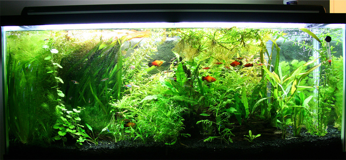 How to set up and keep a 55 gallon fish tank HubPages