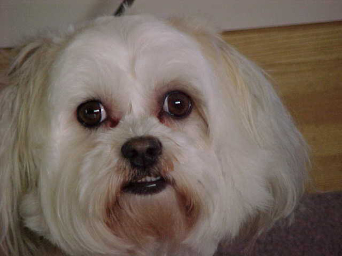 Primrose my beautiful maltese shih tzu bichon frise puppy