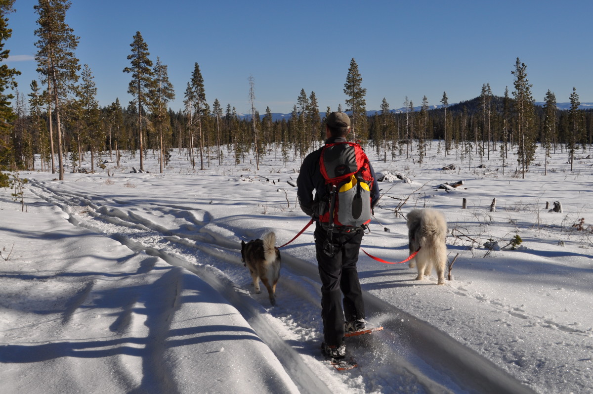 Dog Friendly Winter Sports Trails In Central Oregon For Snowshoeing And