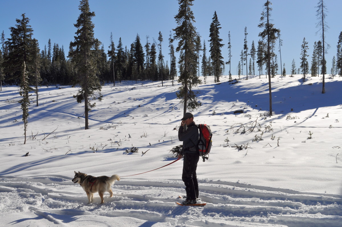 Dog Friendly Winter Sports Trails In Central Oregon For Snowshoeing And
