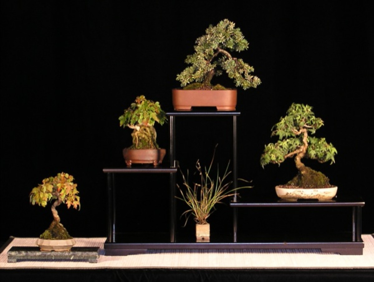 Bonsai Trees For Beginners