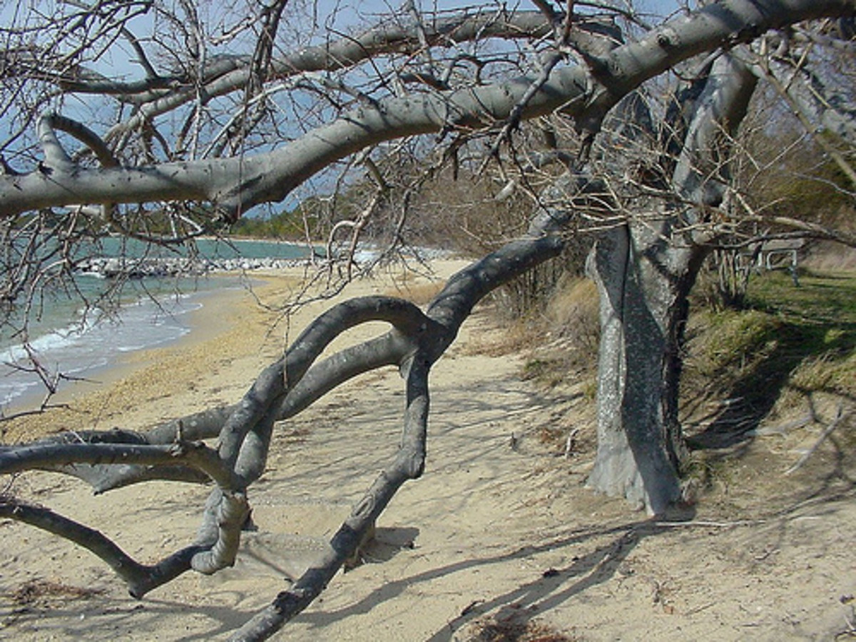 Point Lookout Lighthouse Ghost Picture at Joanne Thayer blog