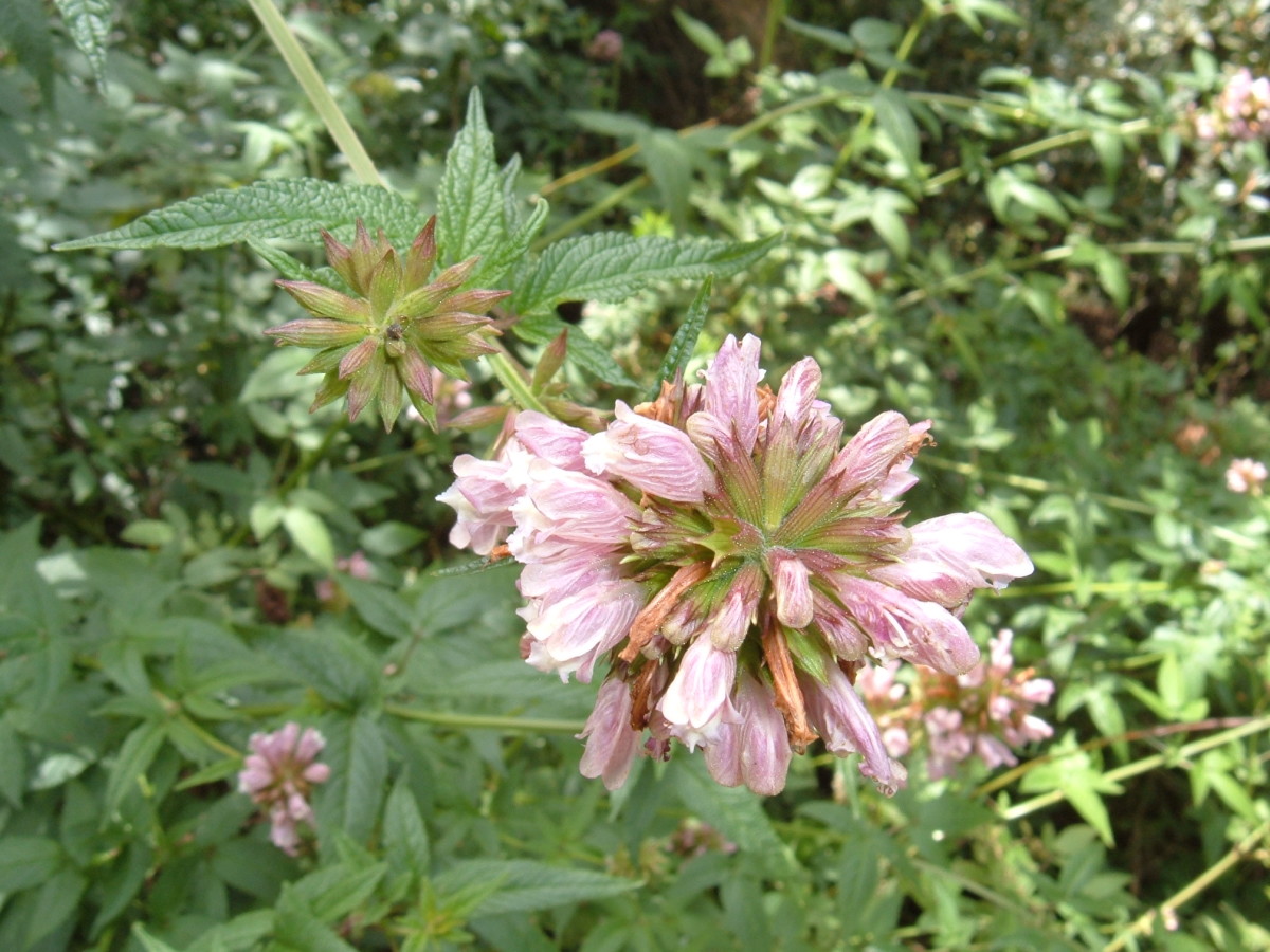 Tenerife medicinal herbs Cedronella canariensis the Balm of Gilead