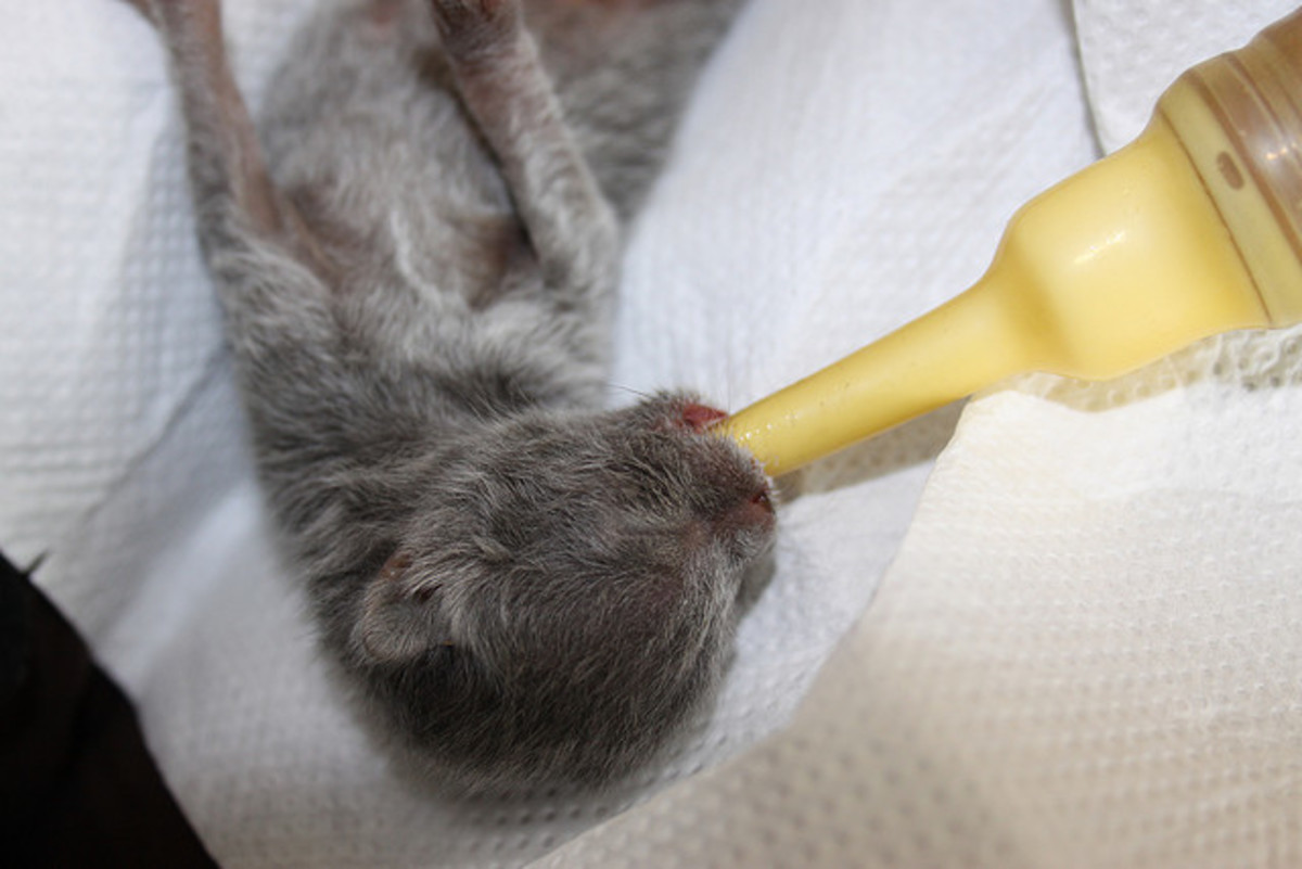 How to Take Care of Newborn Kittens Week by Week PetHelpful