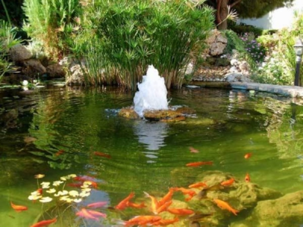 Koi Pond Pictures