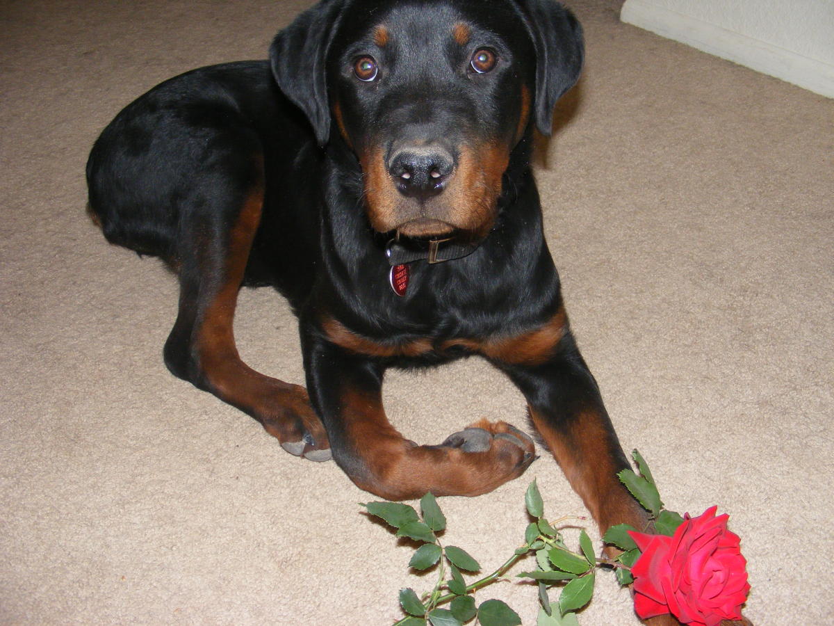 Why Dogs Like to Roll in Smelly Stuff HubPages