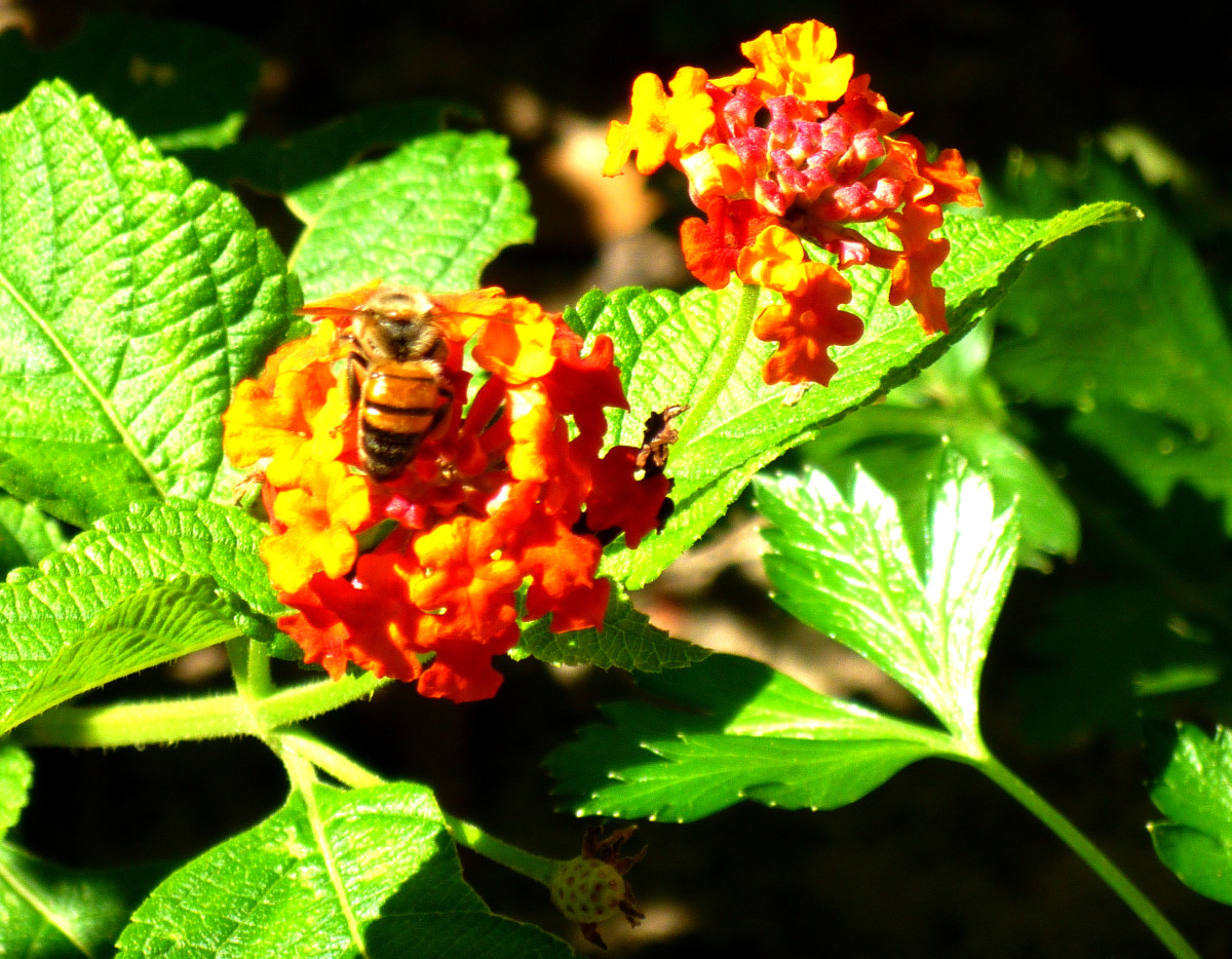 Pictures of Flowering Plants That Grow Well in My Houston Garden in