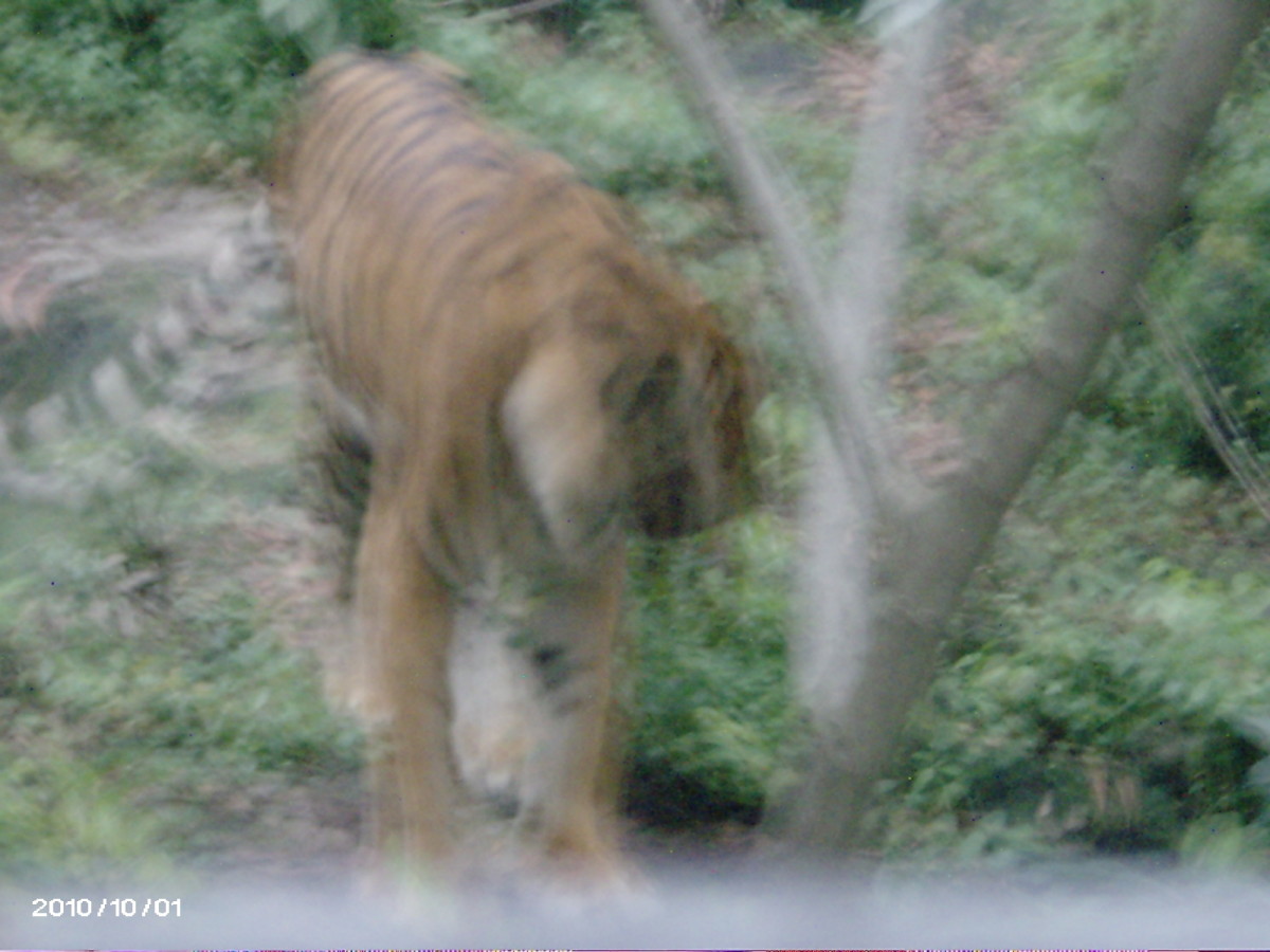 Manila Zoo, the oldest zoo in Asia HubPages