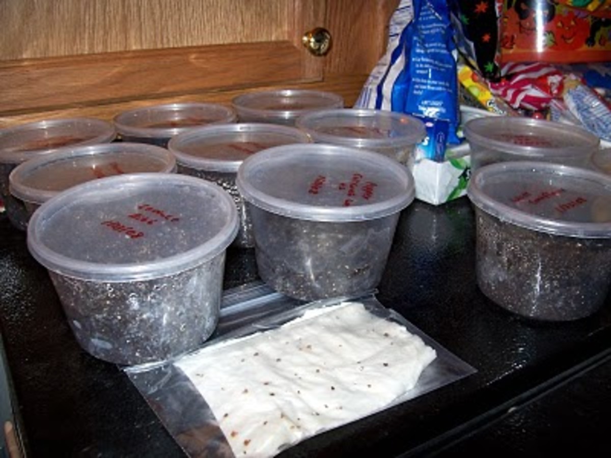 Packing Earthworms for Sale and Shipment ToughNickel