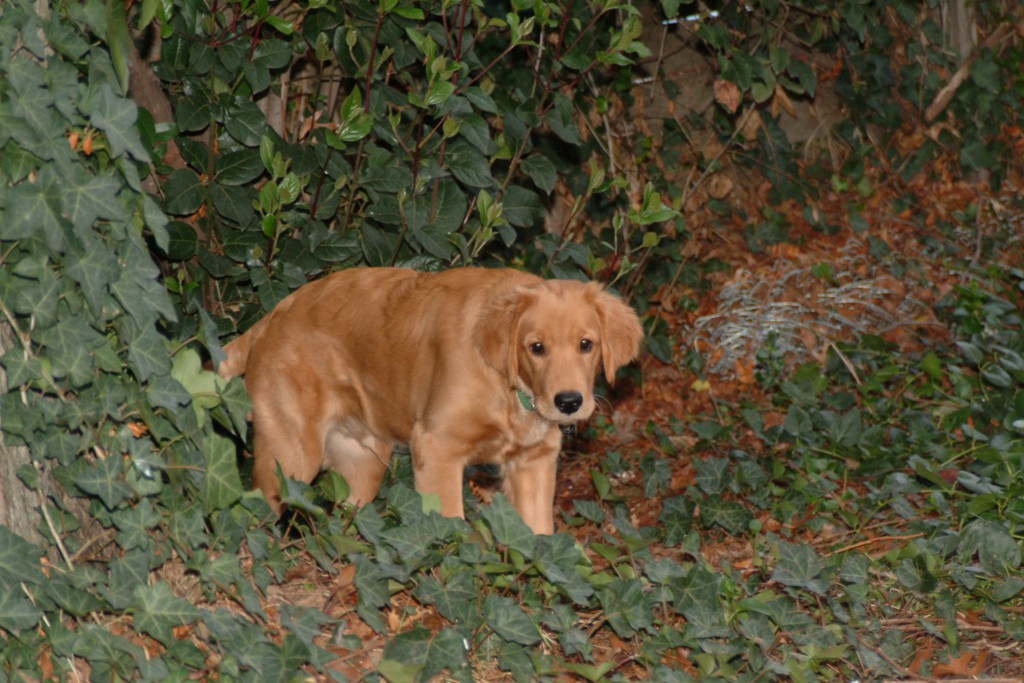 A Tree Climbing Dog hubpages