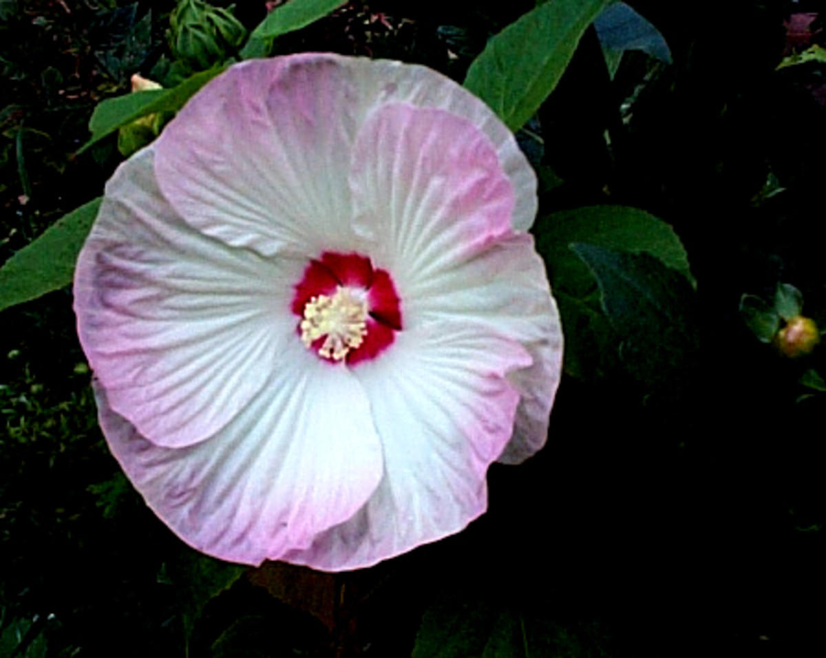 The Best Plants For Wet Soil hubpages