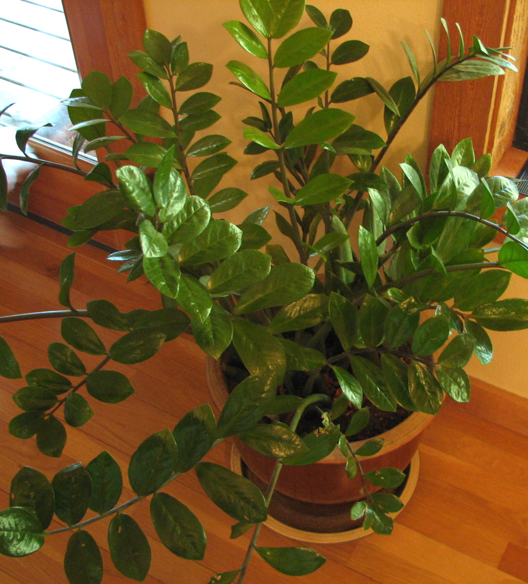 ZZ Plant, Easy to Grow House Plant HubPages