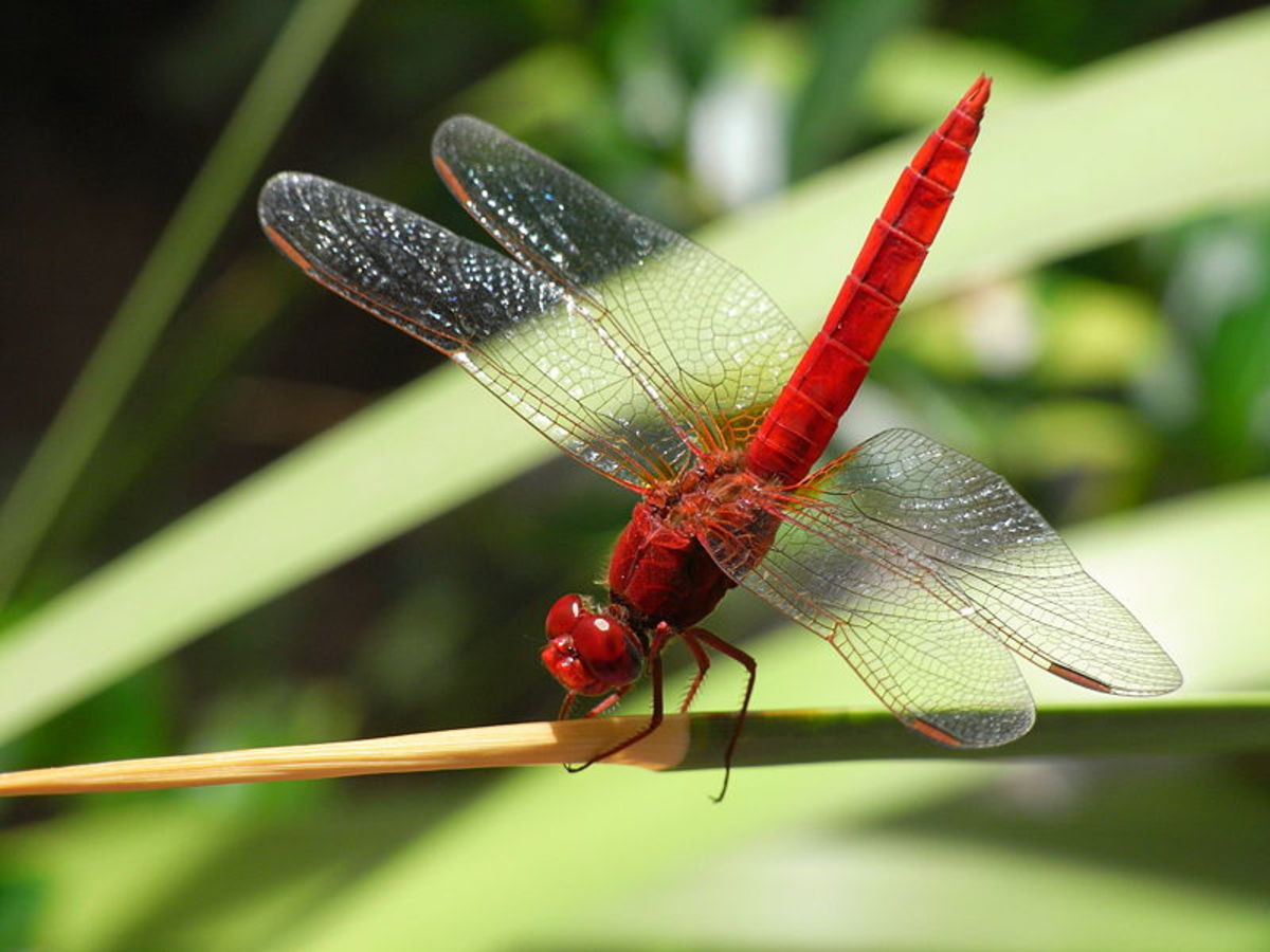 Dragonflies Facts and Photos HubPages