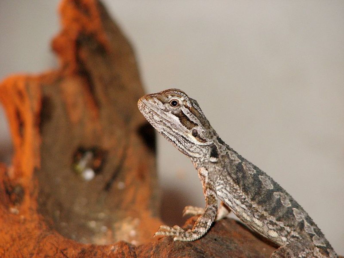 Everything you need to know about baby bearded dragons