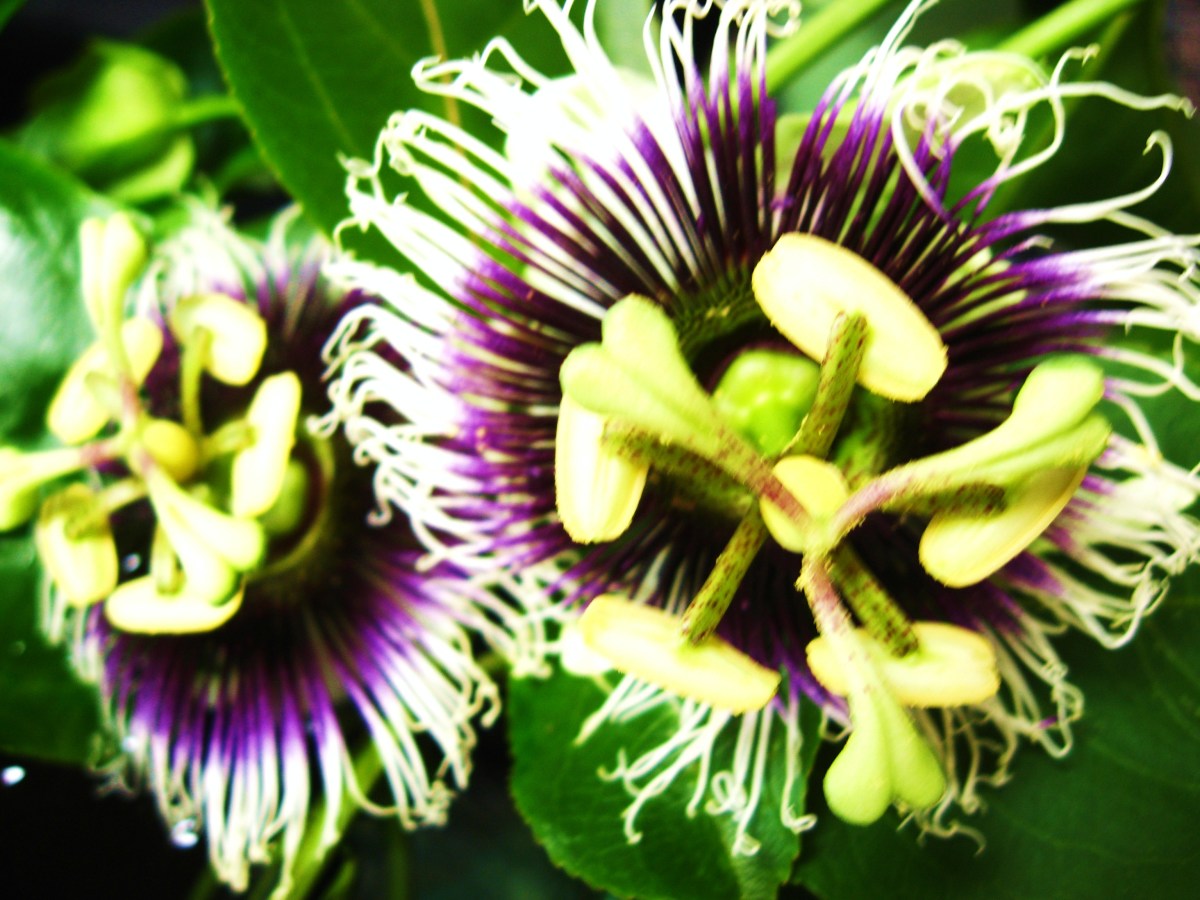 Hawaiian Passion Fruit or Lilikoi HubPages