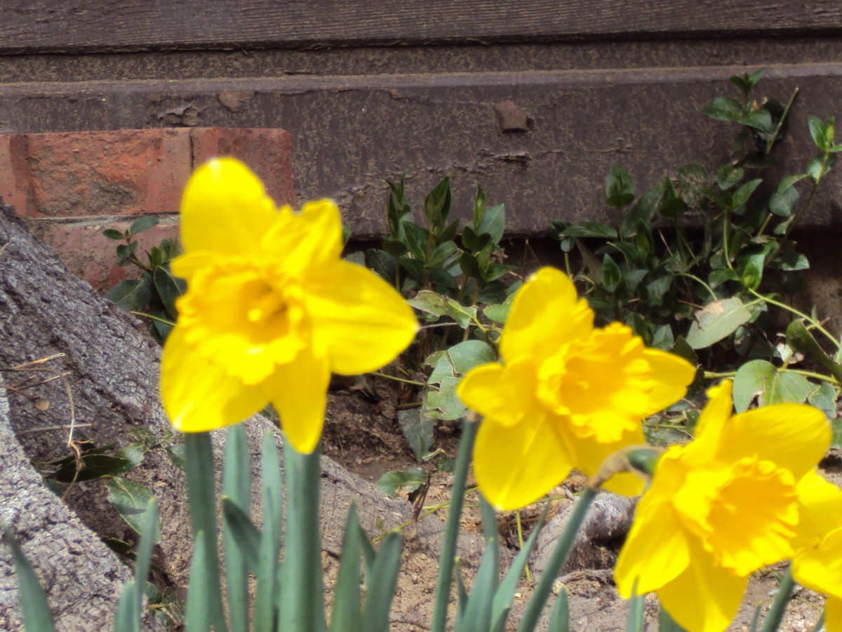 A Day In The San Bernardino Mountains hubpages