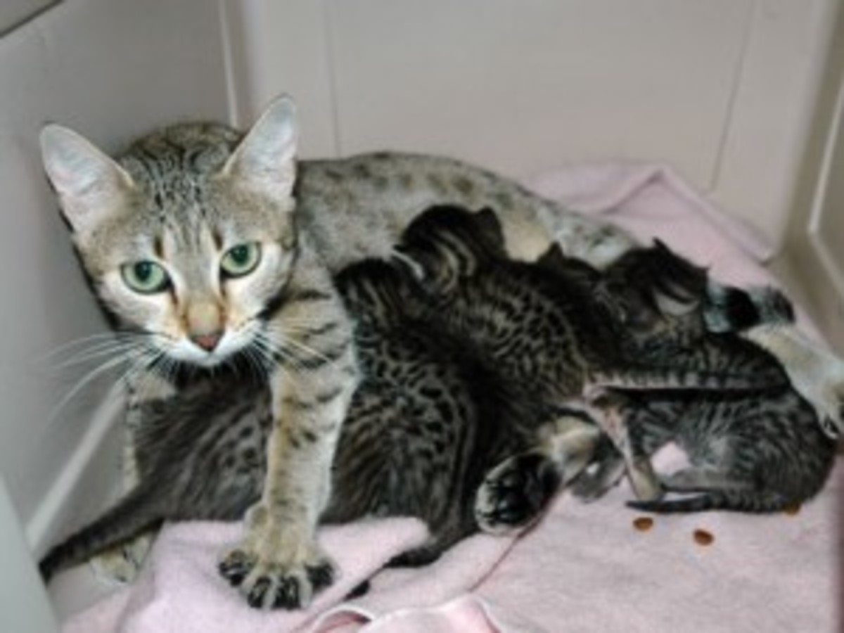 Cat Pregnancy Its Delivery Time! HubPages