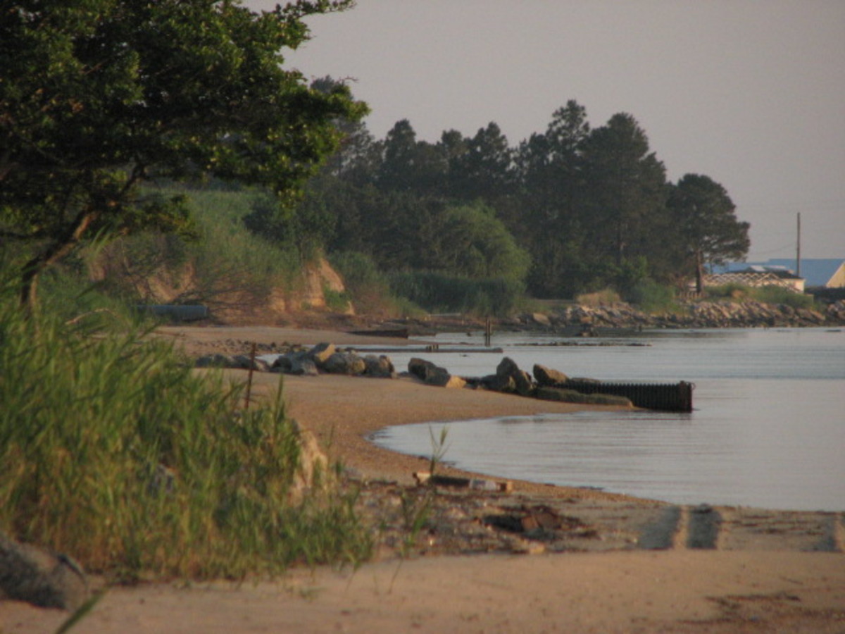 Sea Monsters The Chesapeake Bay's Chessie HubPages