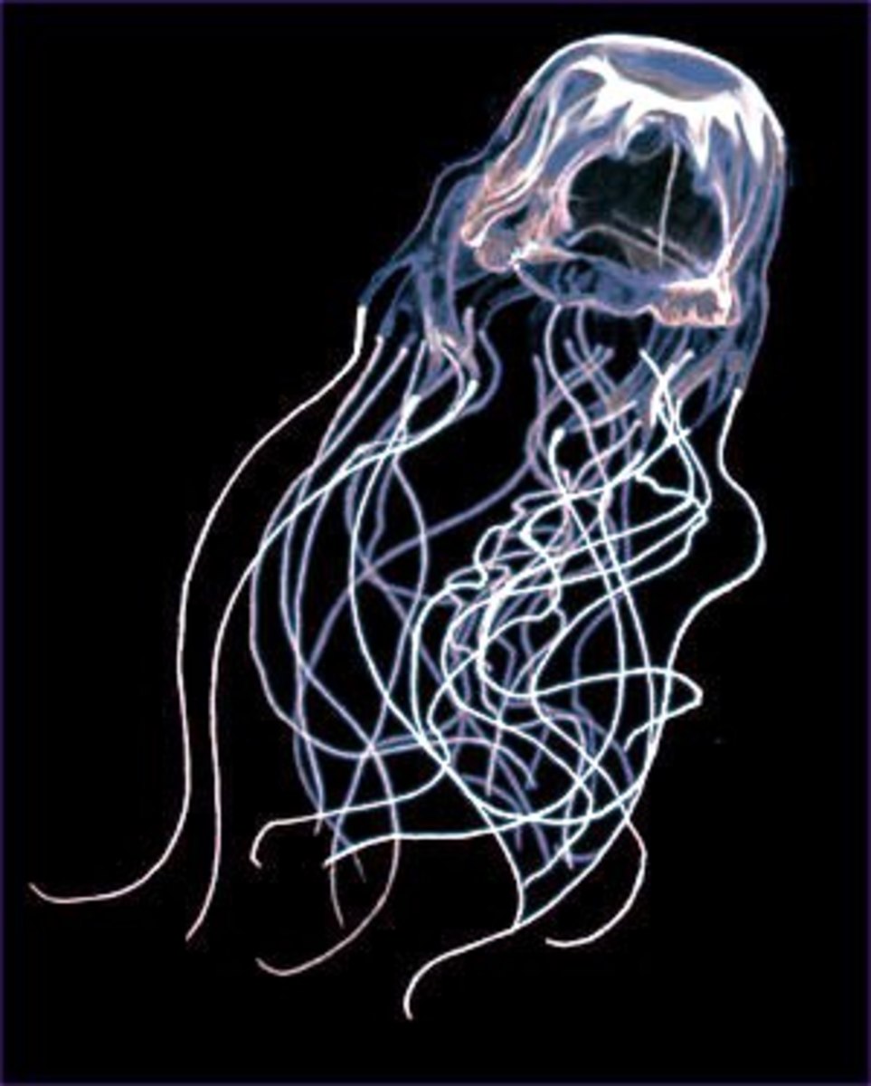 How to Treat Paiful Box Jellyfish Stings HubPages