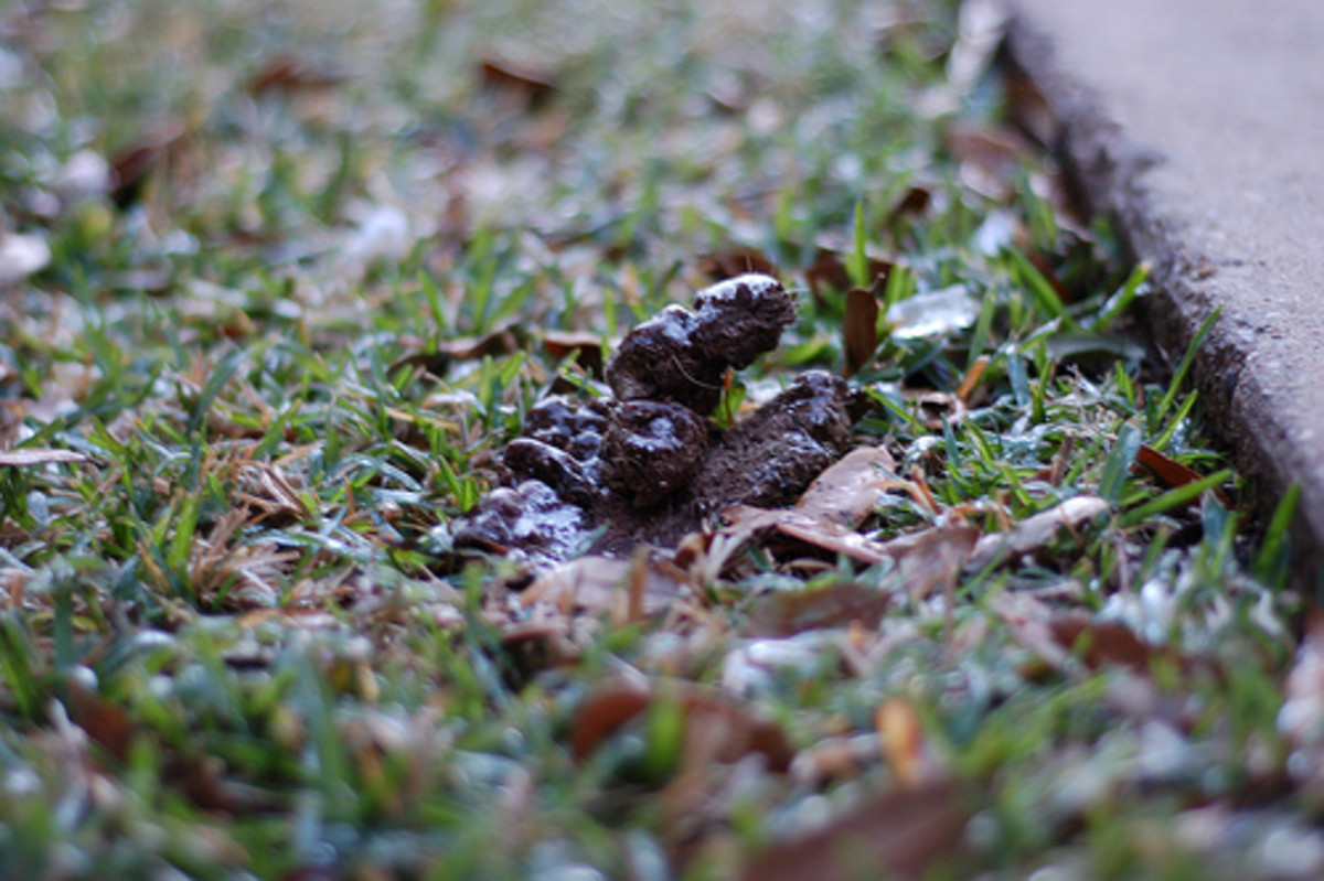 How to Annoy Your Neighbours / Neighbors HubPages