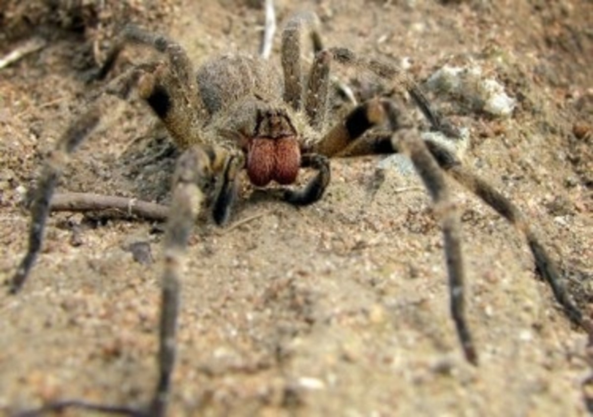 Most Dangerous Spiders in California Owlcation