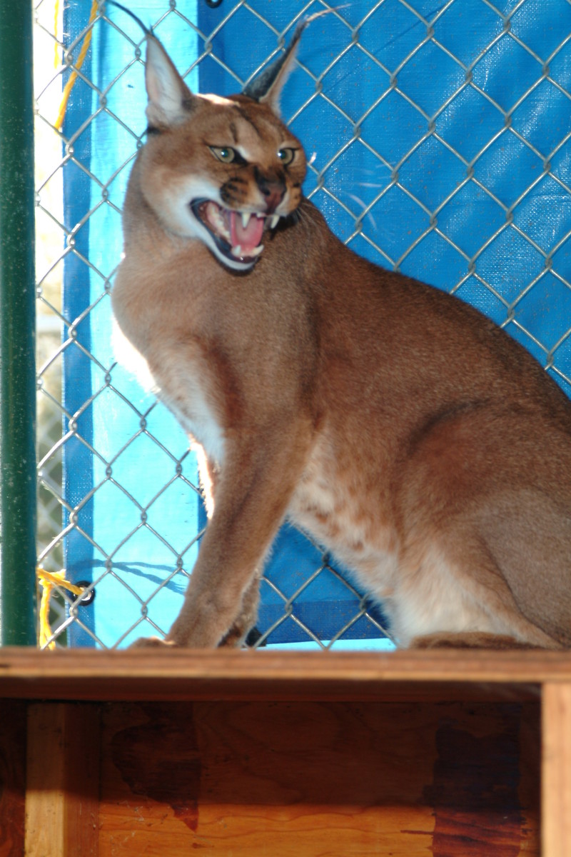 Zoos, Why Do We Keep Exotic Animals In The Zoo? HubPages