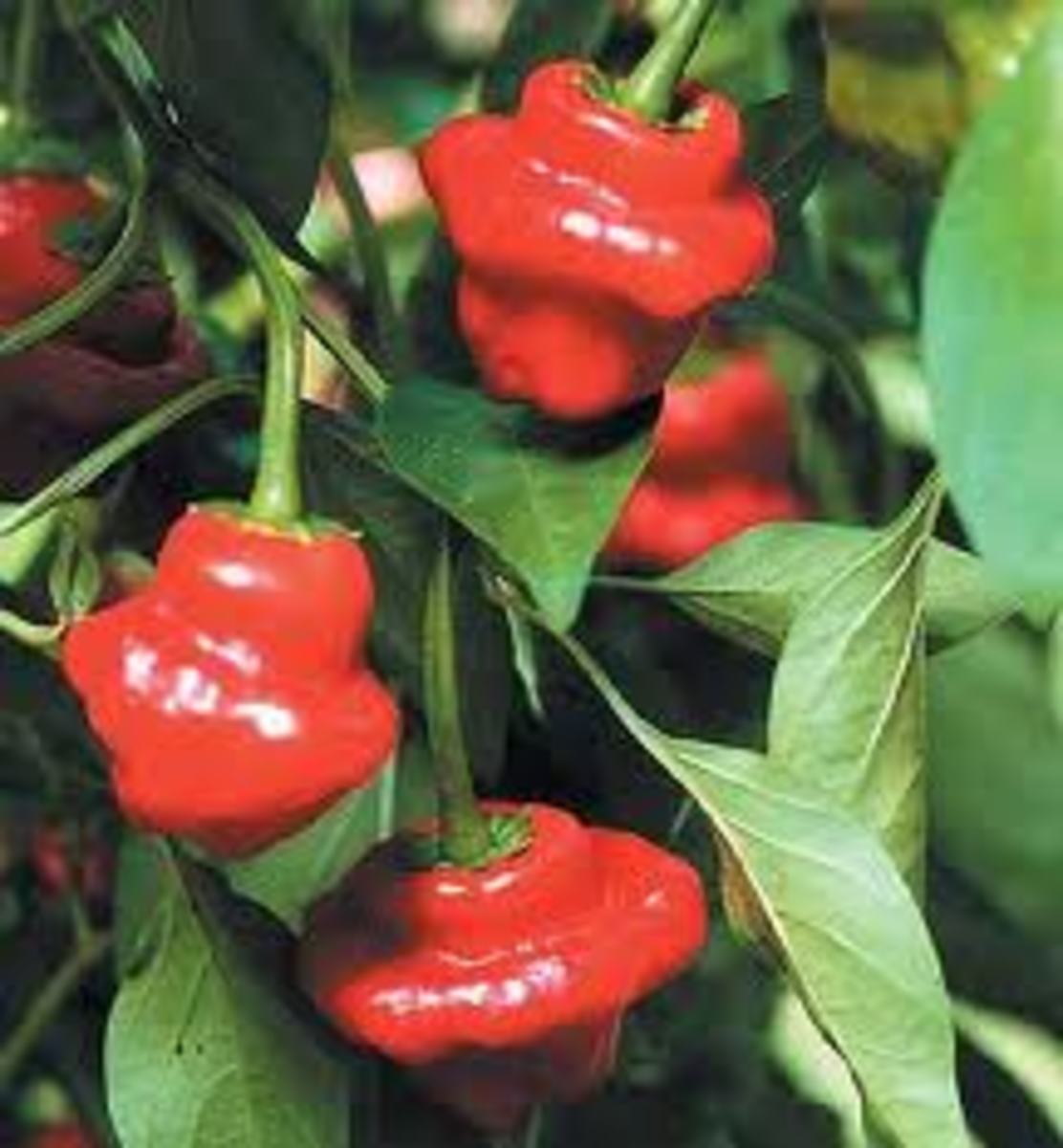 Top 10 Hot Peppers HubPages