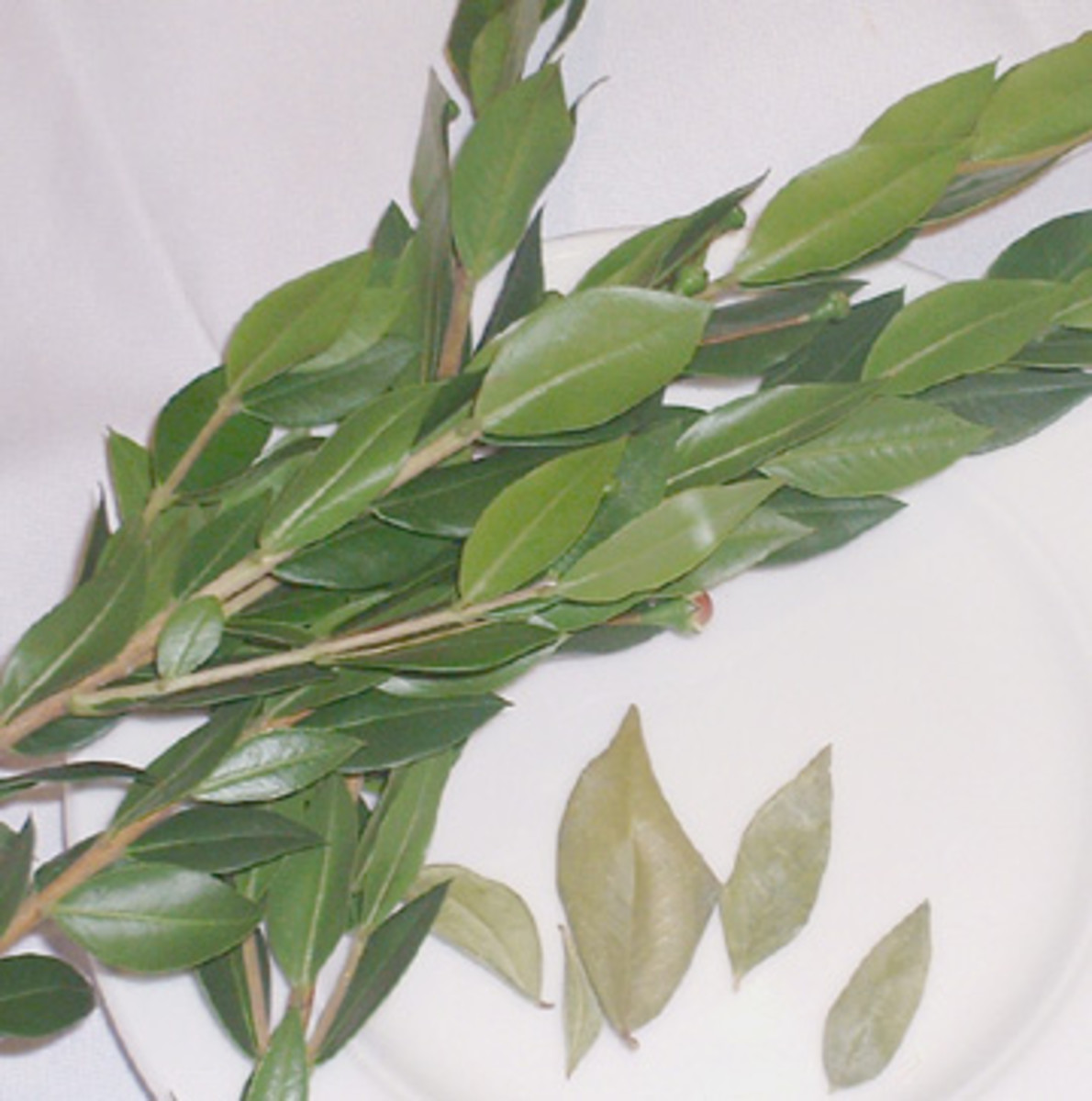 7 Benefits of Tonka Bean Essential Oil Bellatory