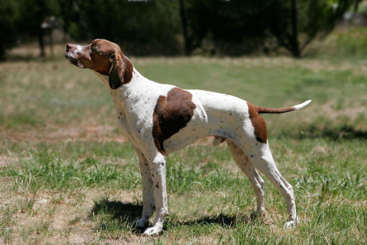 Large Dog Breeds HubPages