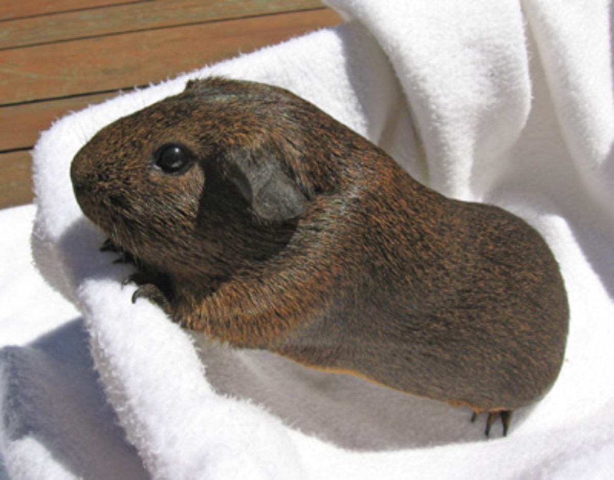 Guinea Pig Care A Beginner's Guide On Caring For A Guinea Pig