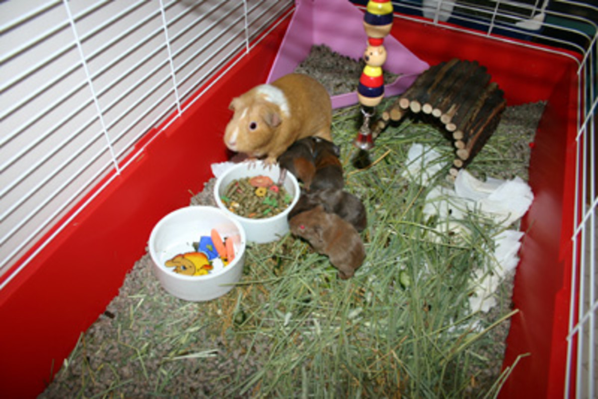 Guinea Pig Care A Beginner's Guide on Caring for a Guinea Pig PetHelpful