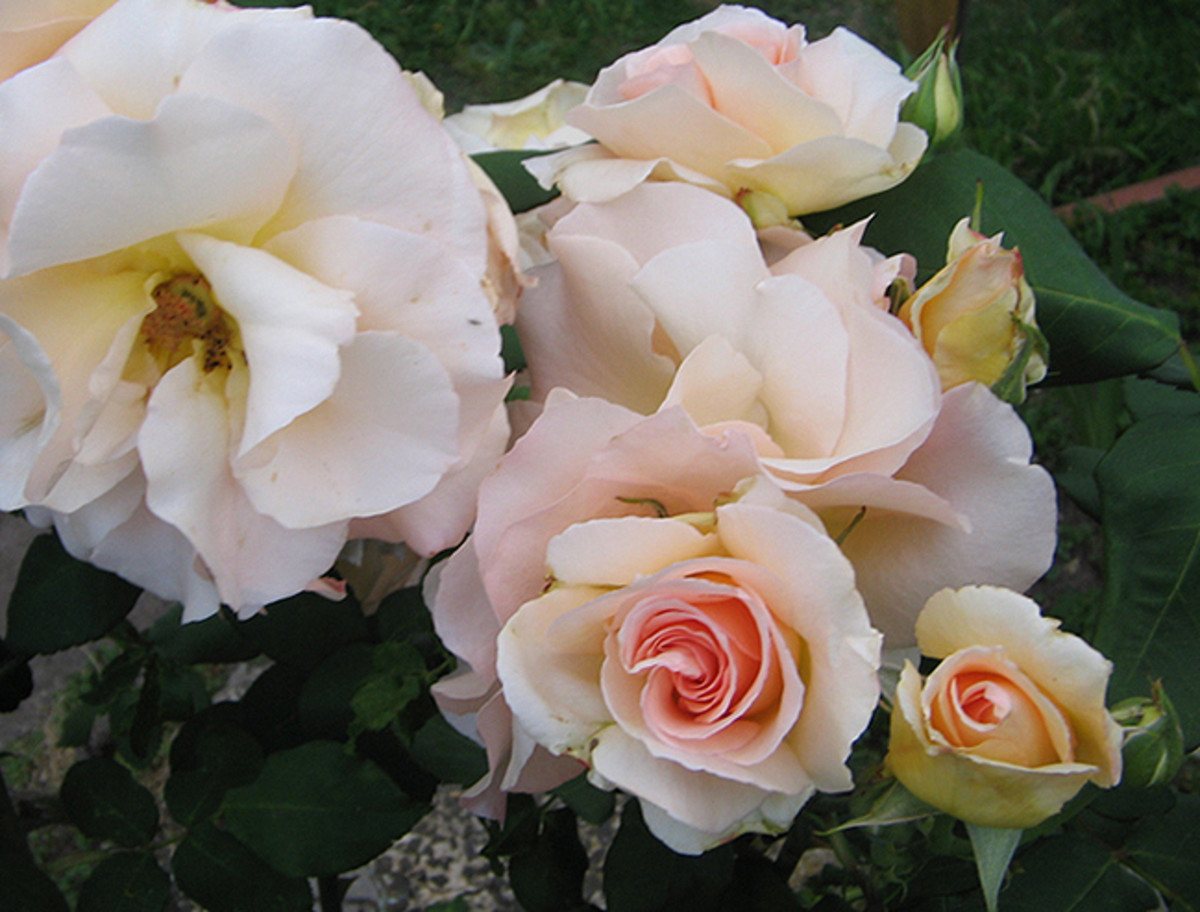 Hybrid Tea Rose Bush My Favorites Are Just Joey, Double Delight, the