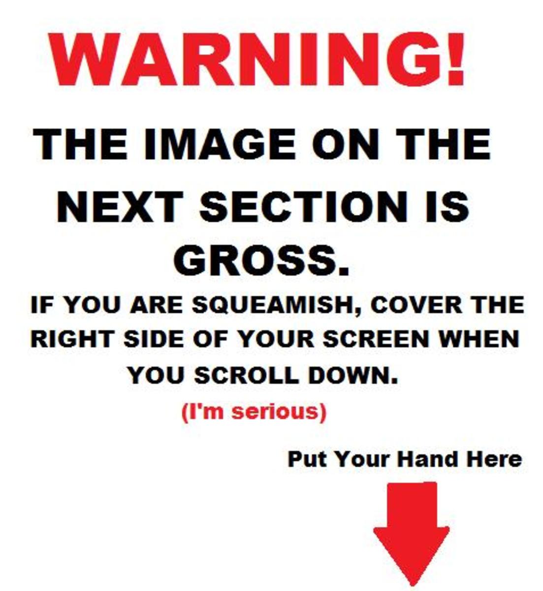 10 Reasons Cats Love Us More Than Dogs HubPages