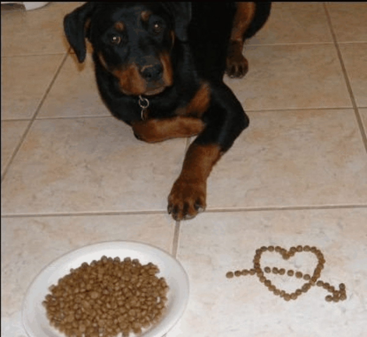 High Value Training Treats for Dogs PetHelpful