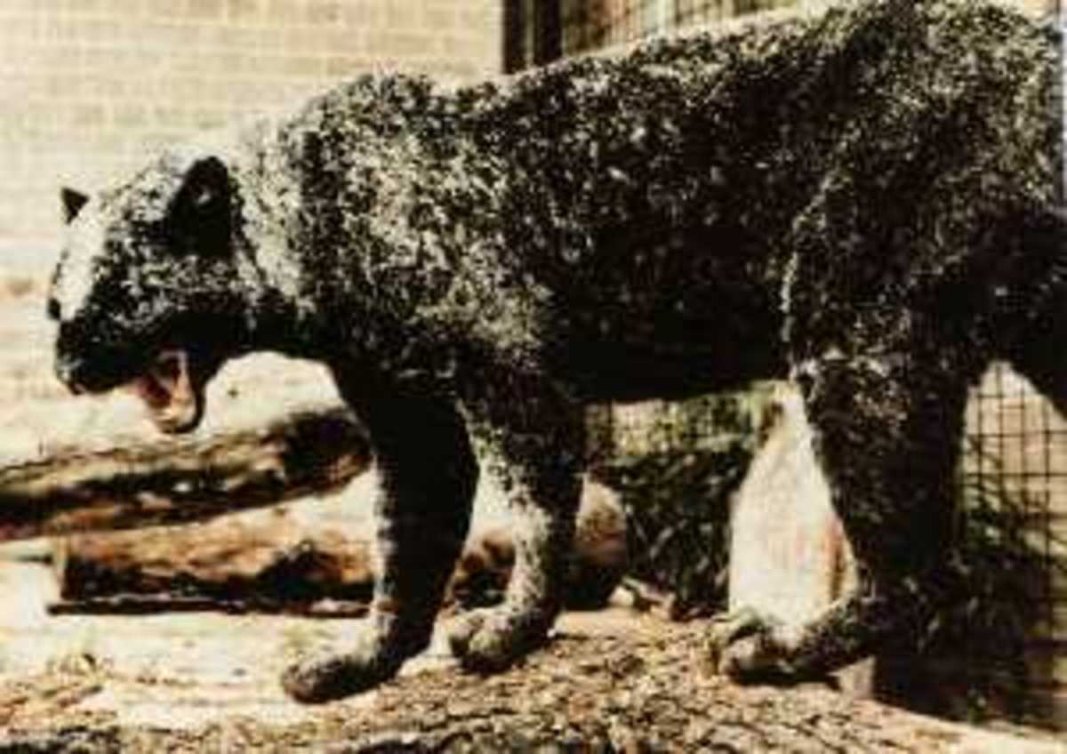 Spotted and Piebald Animals. HubPages