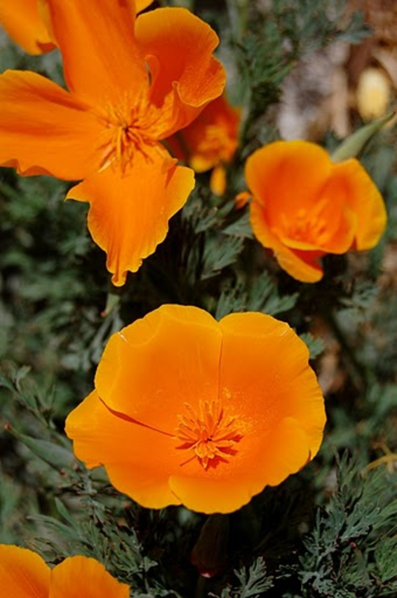 List of State Flowers For ALL 50 States