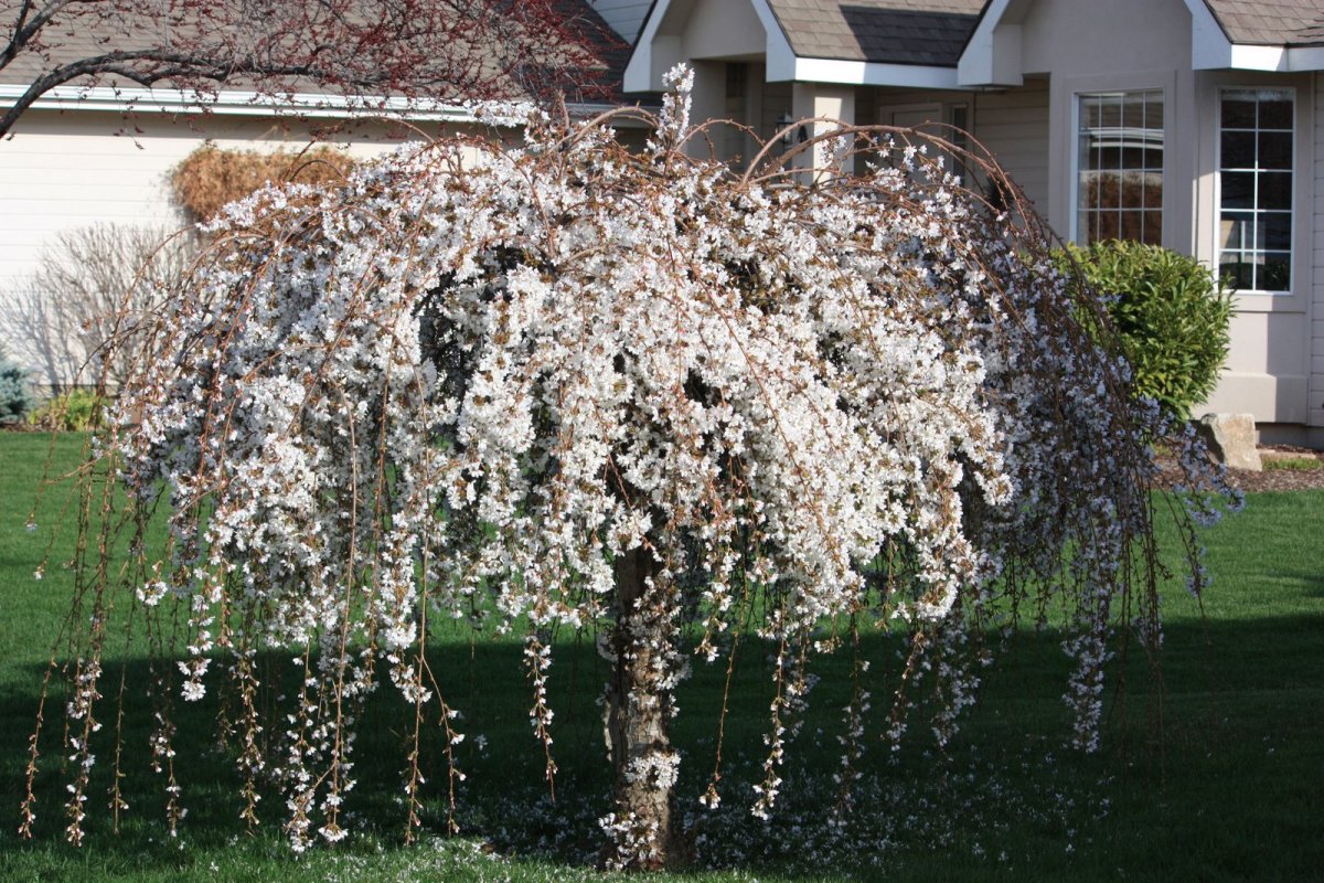 How to Grow the Dwarf Weeping Cherry Tree HubPages