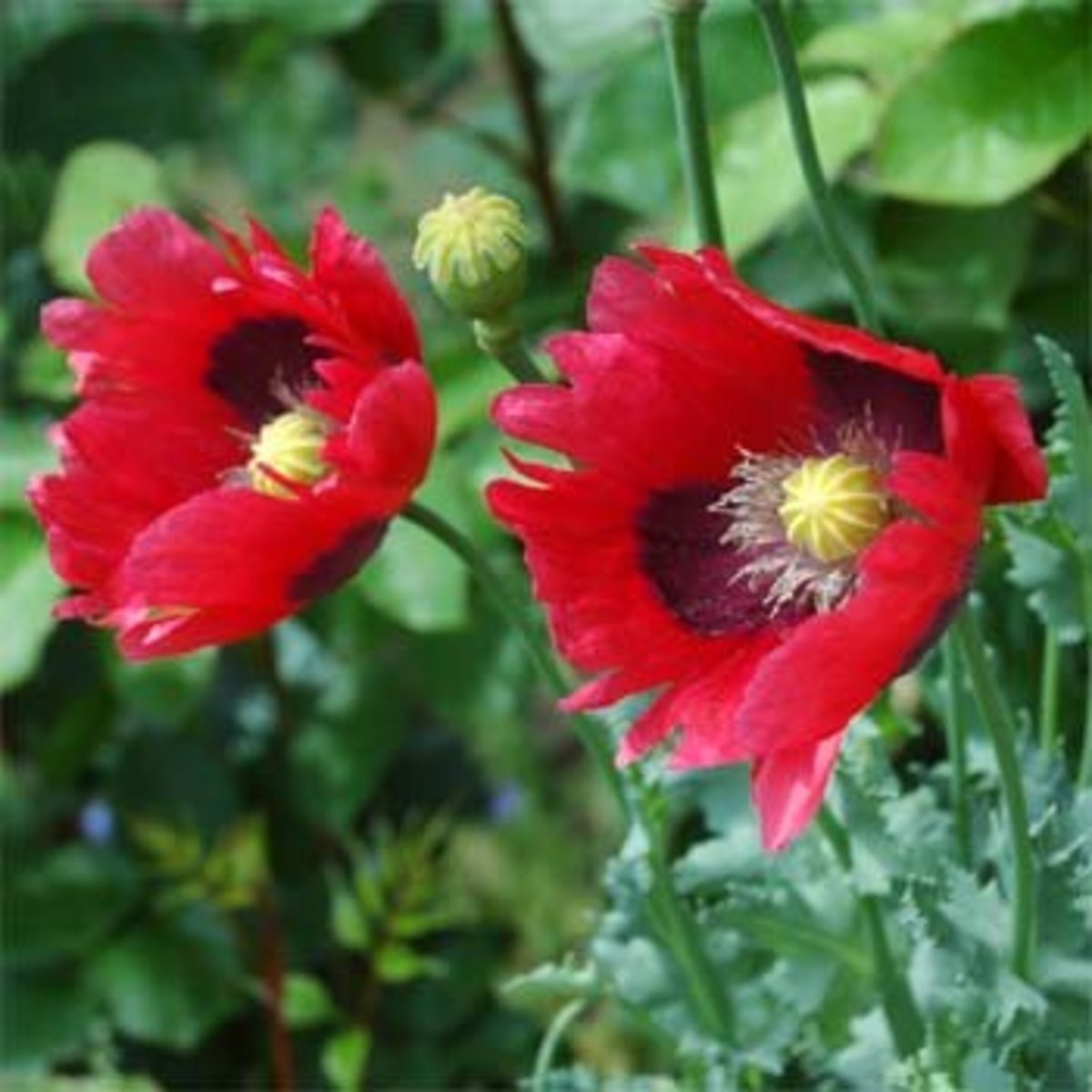 How to Grow Poppies from Seed