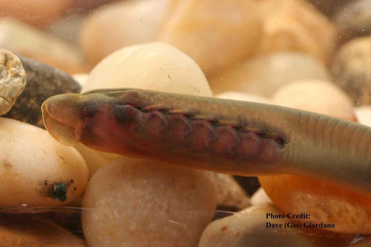 Lampreys Sea Lamprey & Freshwater Lamprey Facts, Species, & Pictures