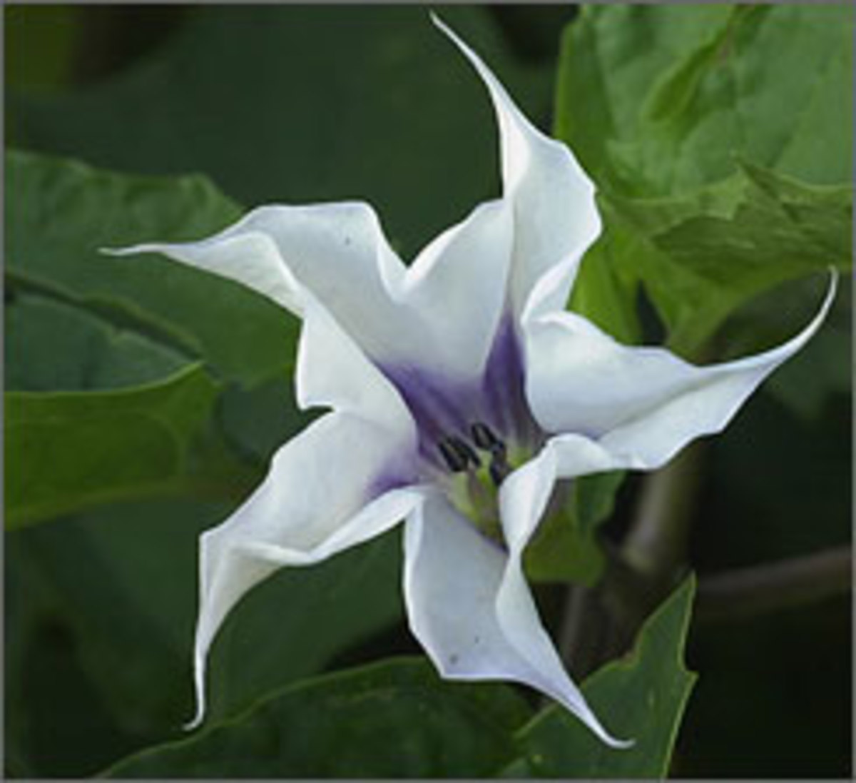 Poisonous and Hallucinogenic Plants Datura Stramonium (Jimson Weed