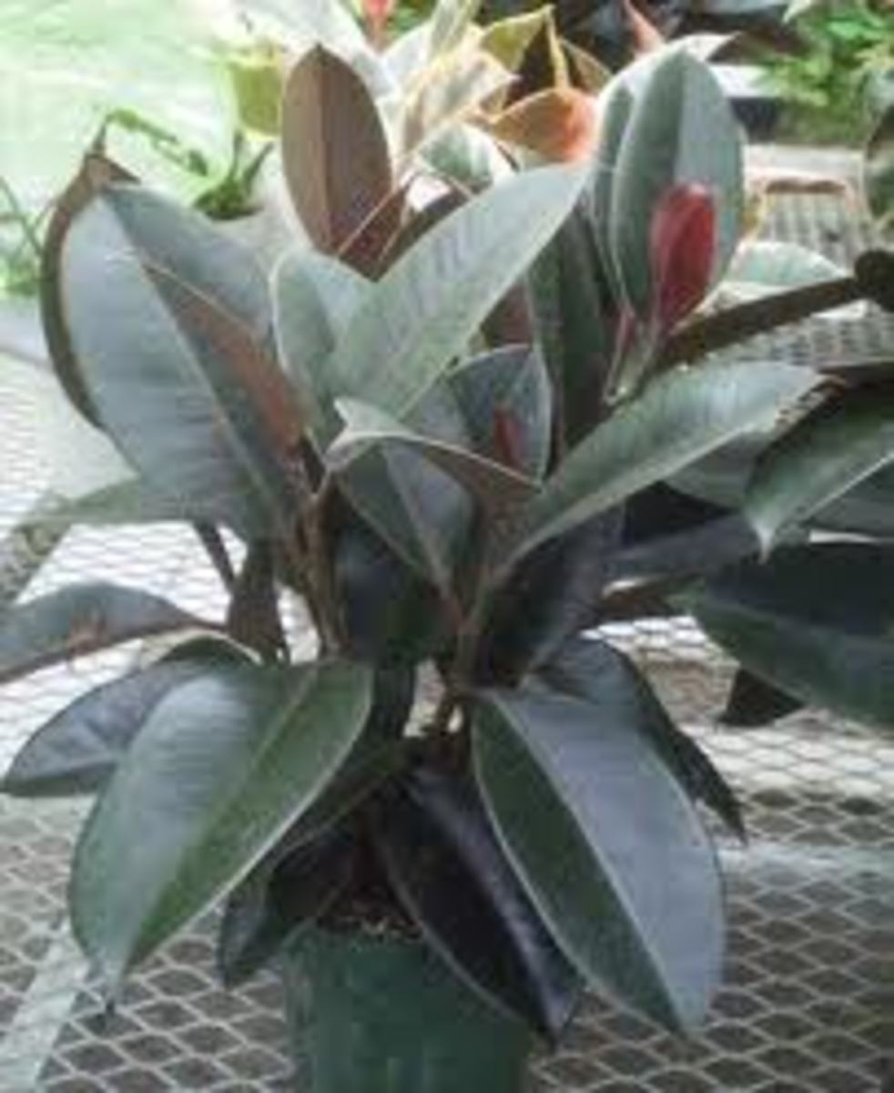 Caring for a Rubber Plant the Ficus Burgundy Robusta HubPages