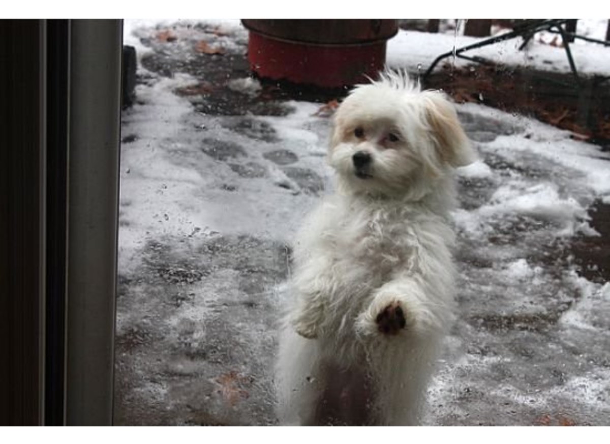 The Shihpoo Shih Tzu/Poodle Mix HubPages