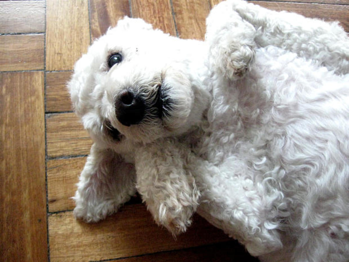 The Shihpoo Shih Tzu/Poodle Mix HubPages