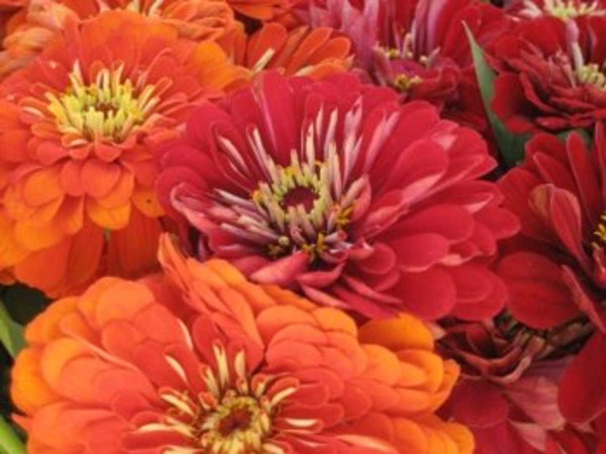Growing Zinnia Flowers Easy Plants for Your Landscape and Containers