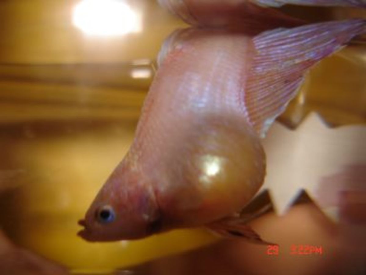 Goldfish Care, Breeds and Goldfish Diseases HubPages