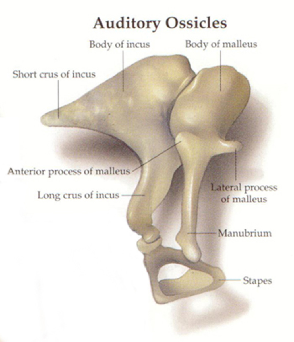Every Organ Tells a Story 4 A History of Anatomical Terms HubPages
